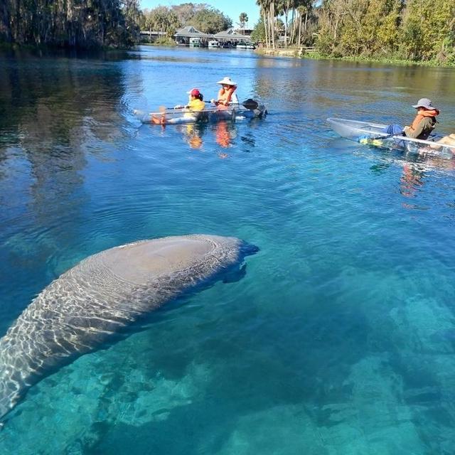 Kayaking with Manatees at Silver Springs
