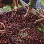 Finca Los Pinos - Ruta del Café
