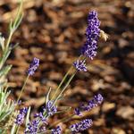 Hood River Lavender Farms