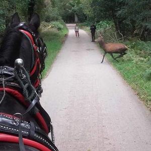 McCarthys Killarney Carriage Rides