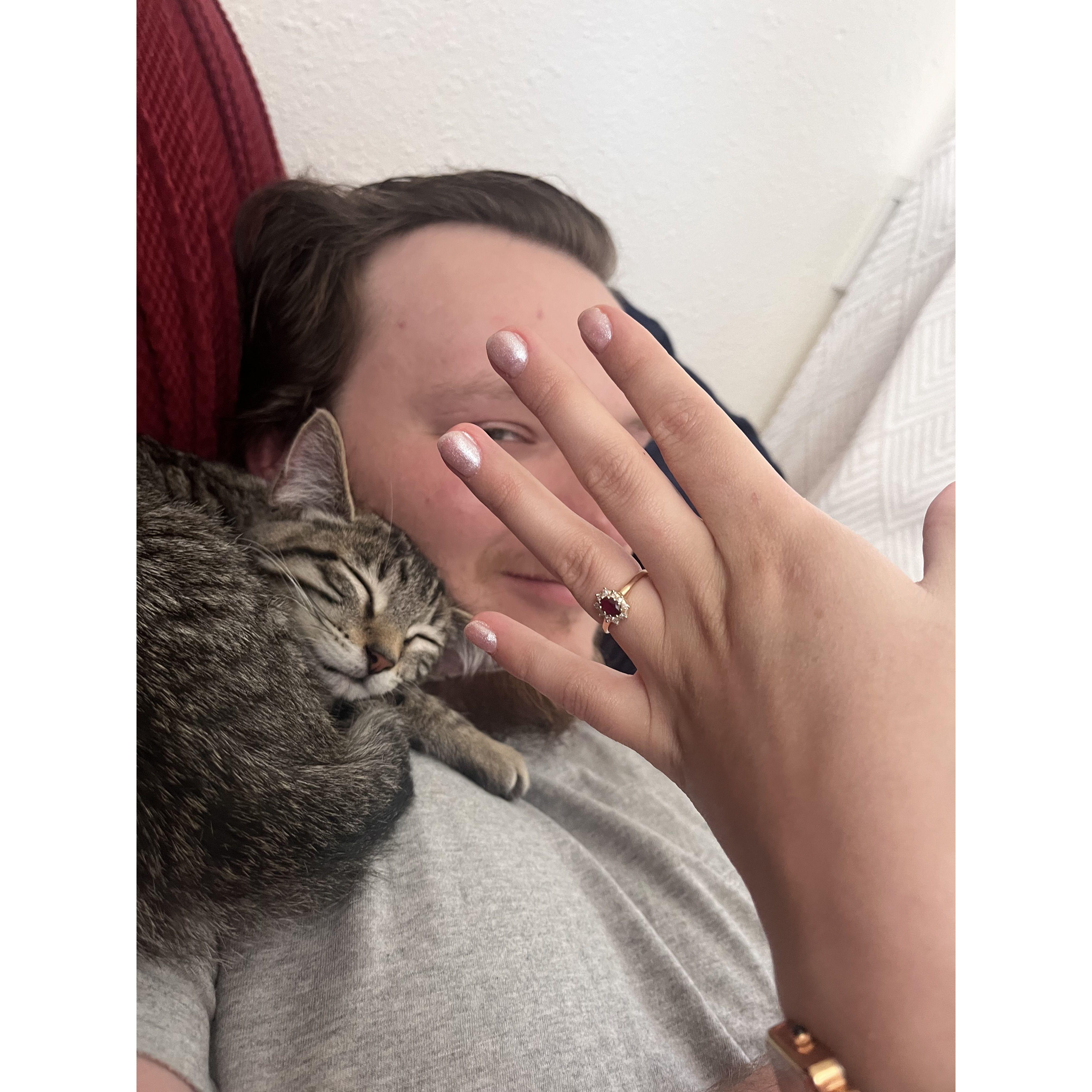 Not long after getting engaged, Ethan and Sophia adopted their first kitty, Connie.