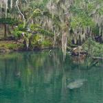 Blue Springs