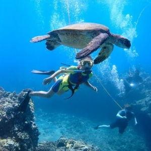 Molokini Crater & Turtle Town SNUBA Tour