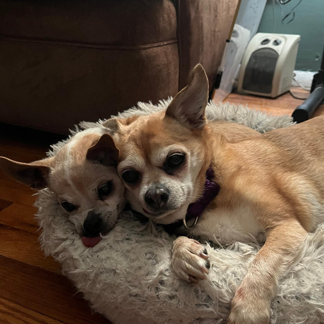 Pet Sitter Fund While We Travel