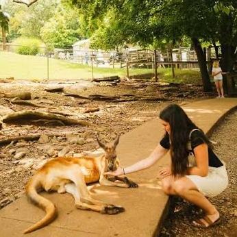 Meet a Kangaroo