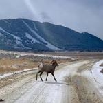 National Elk Refuge Road