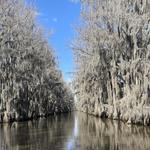 Caddo lake