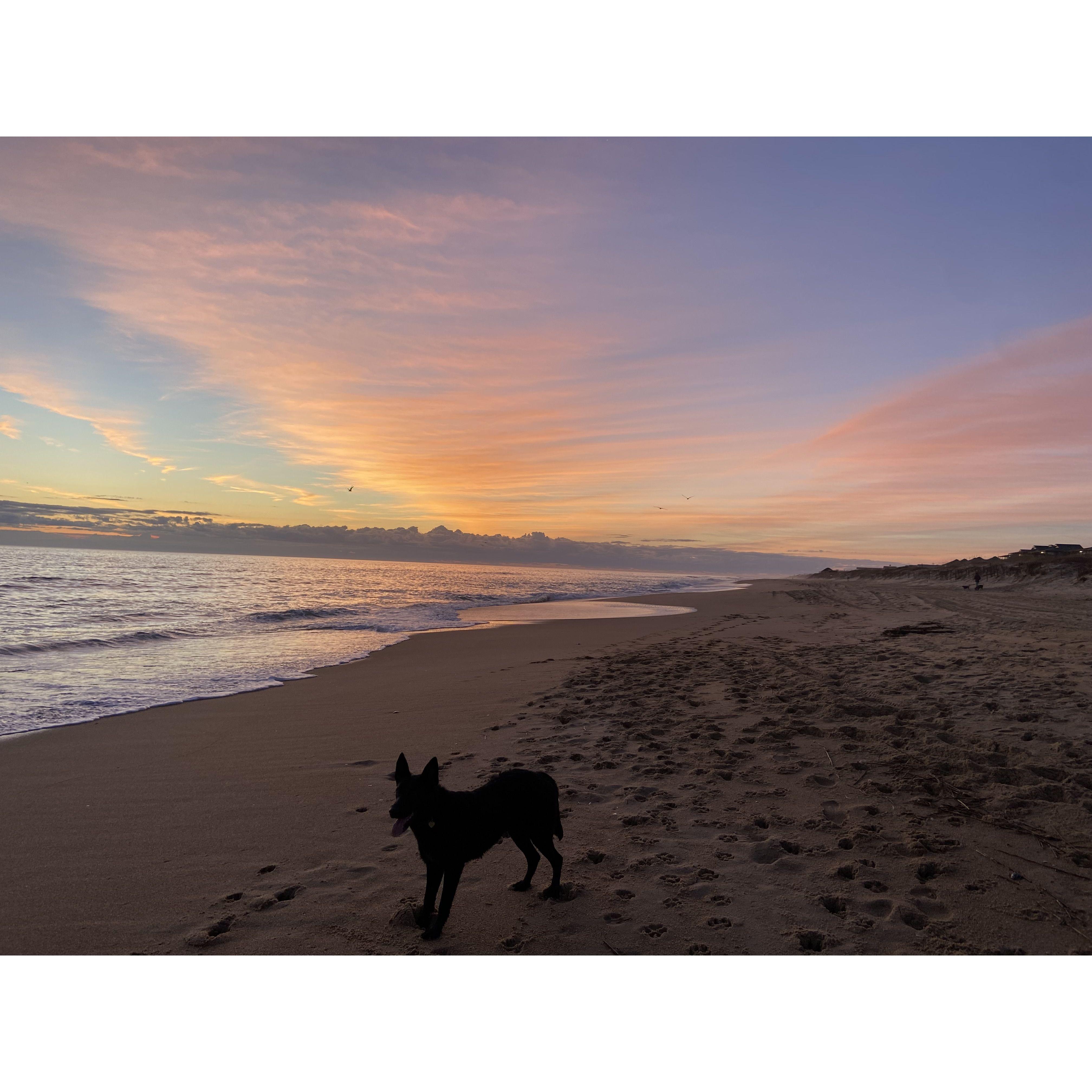 Coda Marie, the youngest of our pups, playing on the beach :)