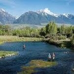 Guided Fly Fishing on the Yellowstone River