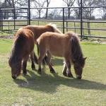 Brenham Miniature Horses