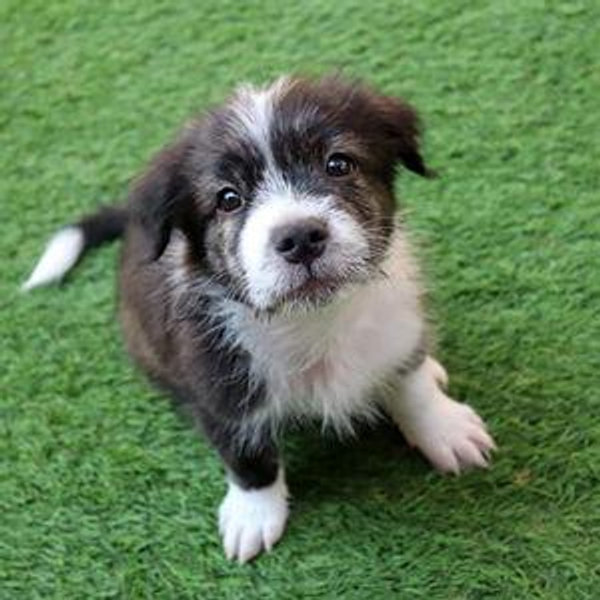 Puppy Fund