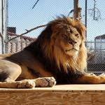 Lion Habitat Ranch inc