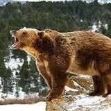 Remember Bears Live Here