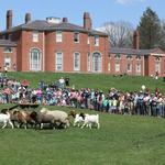 Gore Place Sheep Sheering Festival Apr-26