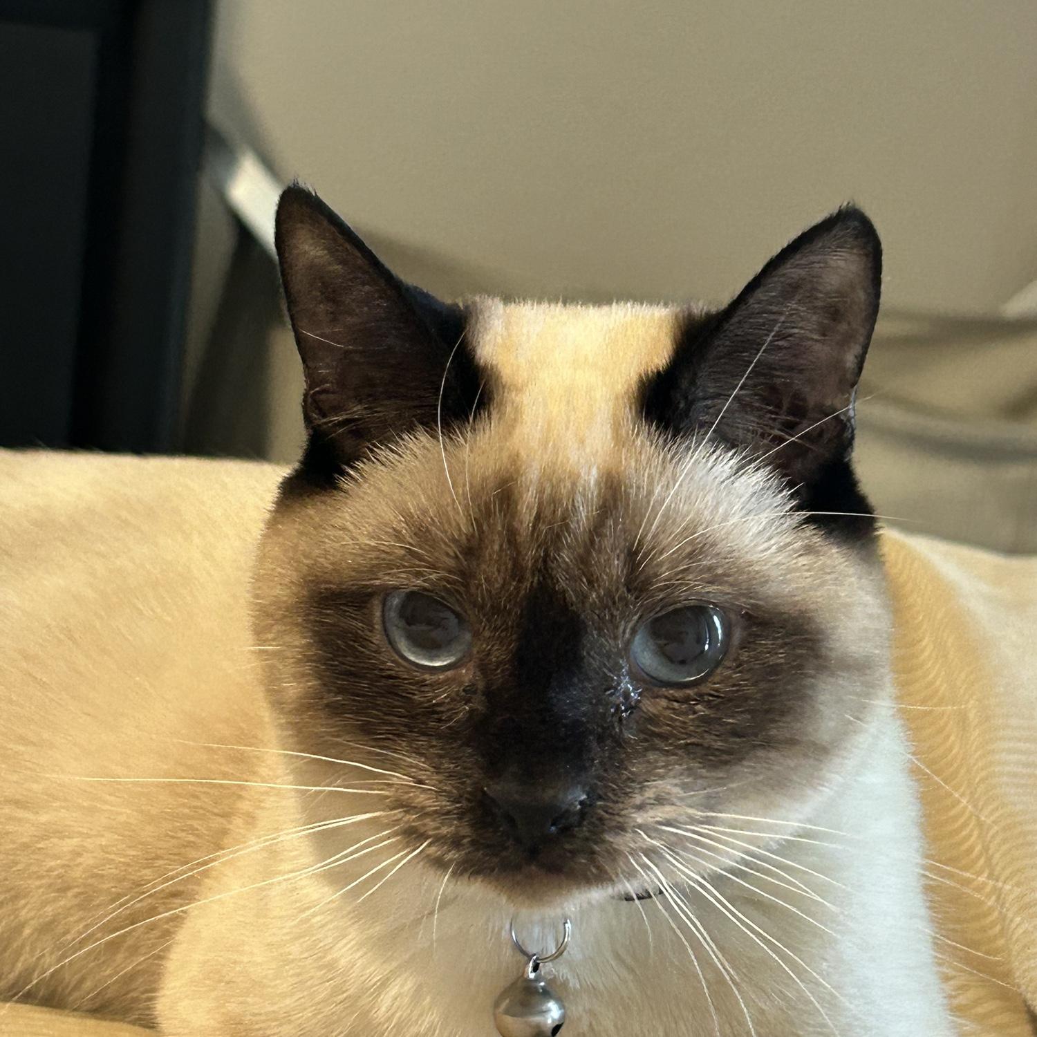 Our baby Nala