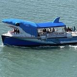 Mega Bite dolphin tours Clearwater Beach
