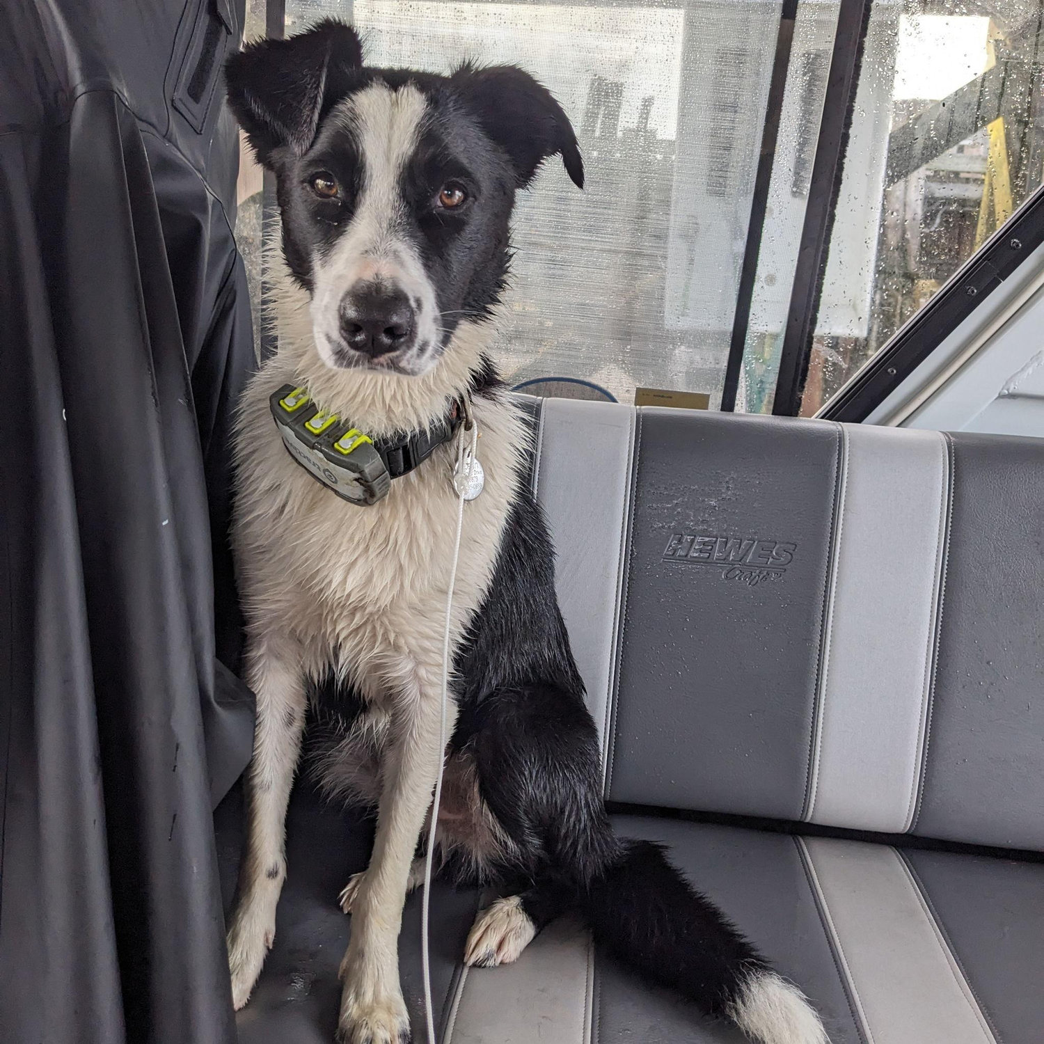 This is our border collie, Bosun.