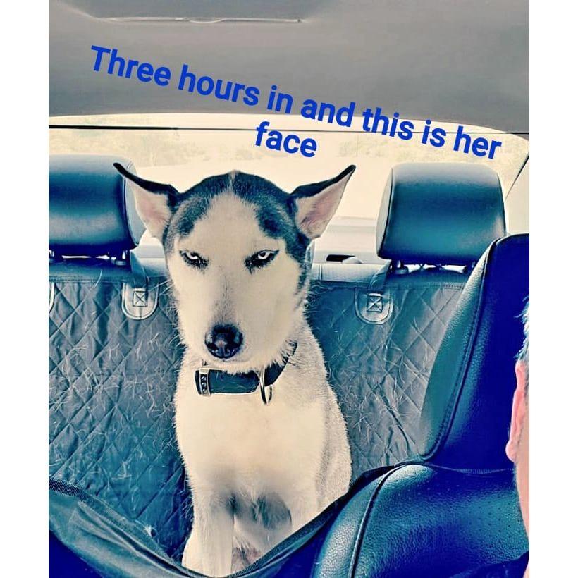 Our pup is not as amused as we are with long road trips 🤣🤣
