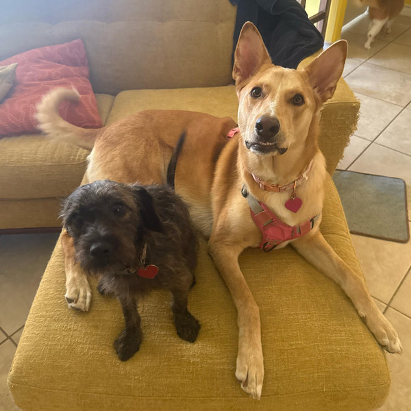 Our Pet Toy Fund