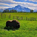 The Musk Ox Farm