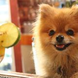 Paco Taco