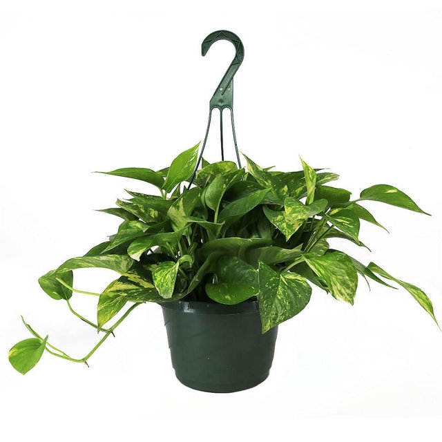American Plant Exchange Live Golden Pothos Plant, Devil’s Ivy Plant, Hanging Basket for Home and Garden Decor, 8" Basket