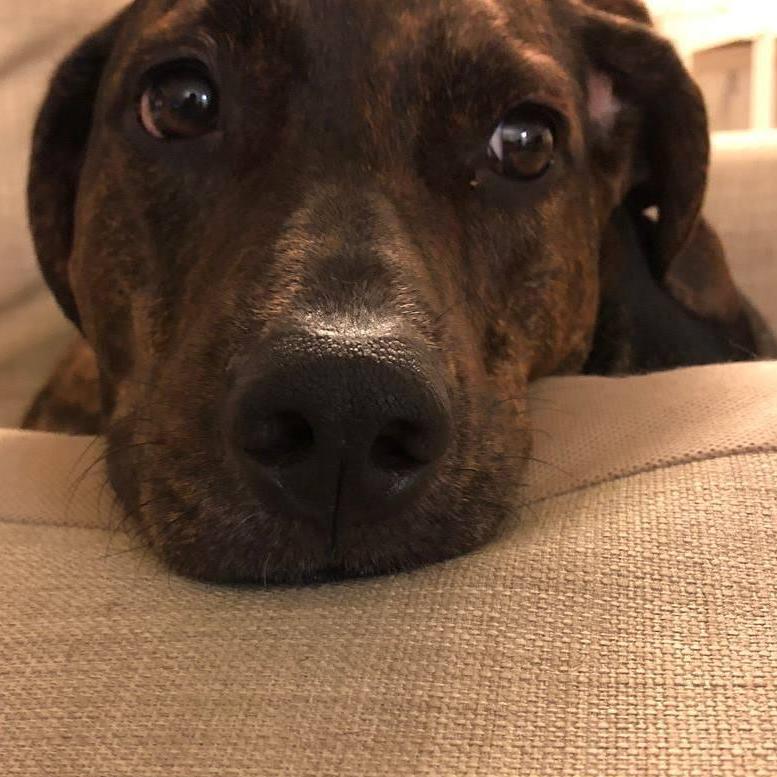 Meet Witten, our dog. Is he in any way, shape, or form related to our wedding? Not really. But who doesn't like puppies and how can you resist this face???