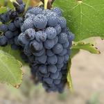 Myrtle Creek Vineyards