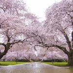 University of Washington Cherry Blossoms