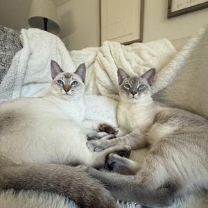 A House for Simon and Maisey