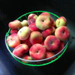 O'Dell's Organic Orchard