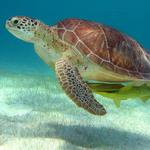 Half-Day Sea Turtle and Cenote Snorkeling Tour from Cancun & Riviera Maya