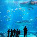 Georgia Aquarium