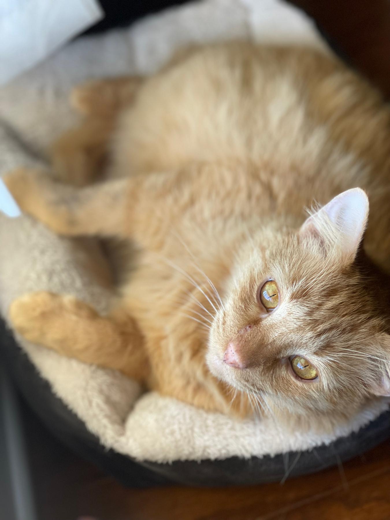 Our second fur-baby: Nova (aka Supernova)