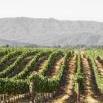Grapeline Wine Tours