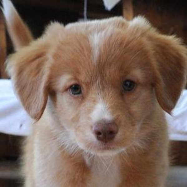 Puppy Fund