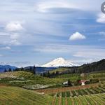 Cathedral Ridge Winery