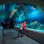 OdySea Aquarium