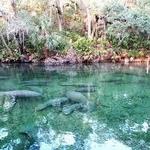 Blue Spring State Park