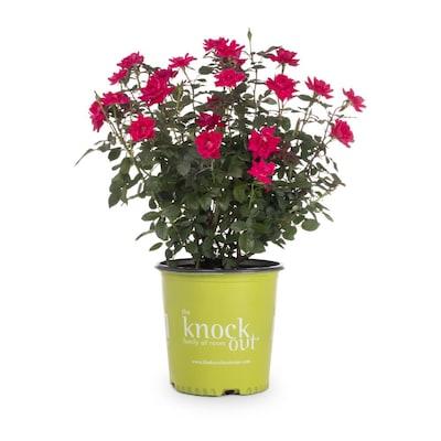 2-Gallon in Pot Red Double Knock Out Rose (Lw02389)
