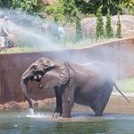 Sedgwick County Zoo