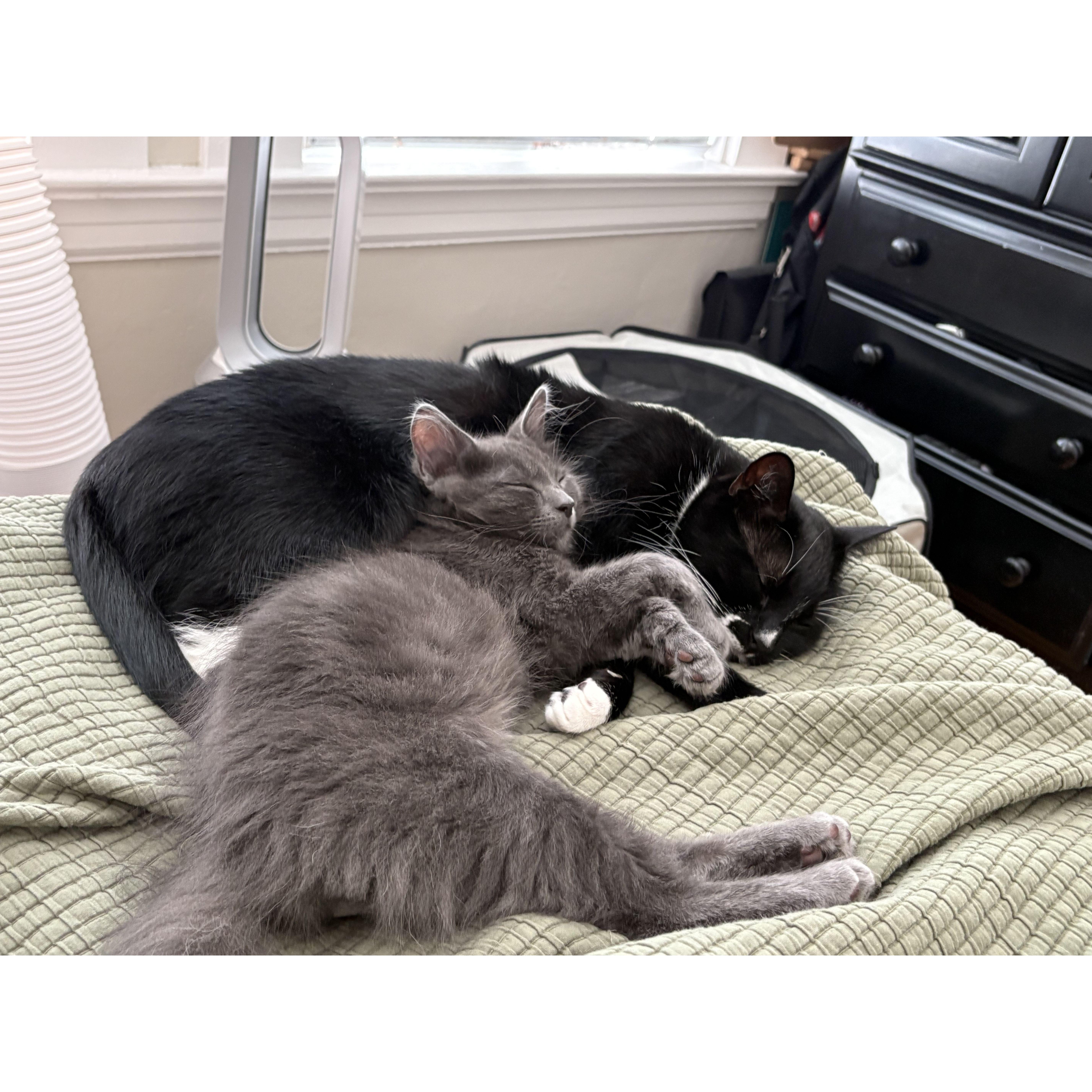Picasso and Goose. Our second and third children <3
