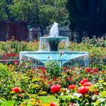 Municipal Rose Garden