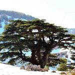 Barouk Cedar Forest