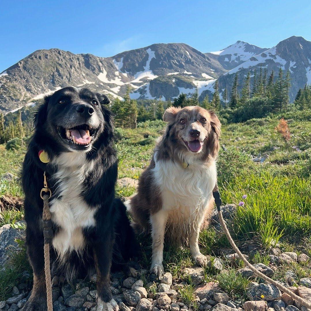 Hiking with Zuko and Pippin near Eldora, July 2025