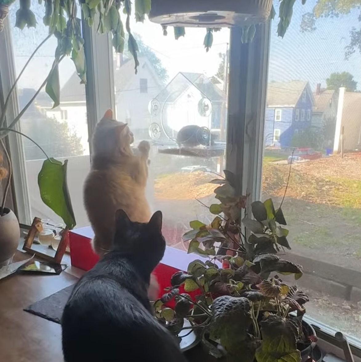 Our kitties (Peanut and Nandor) LOVE watching the birds out of our kitchen window.