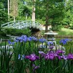 Sarah P. Duke Gardens