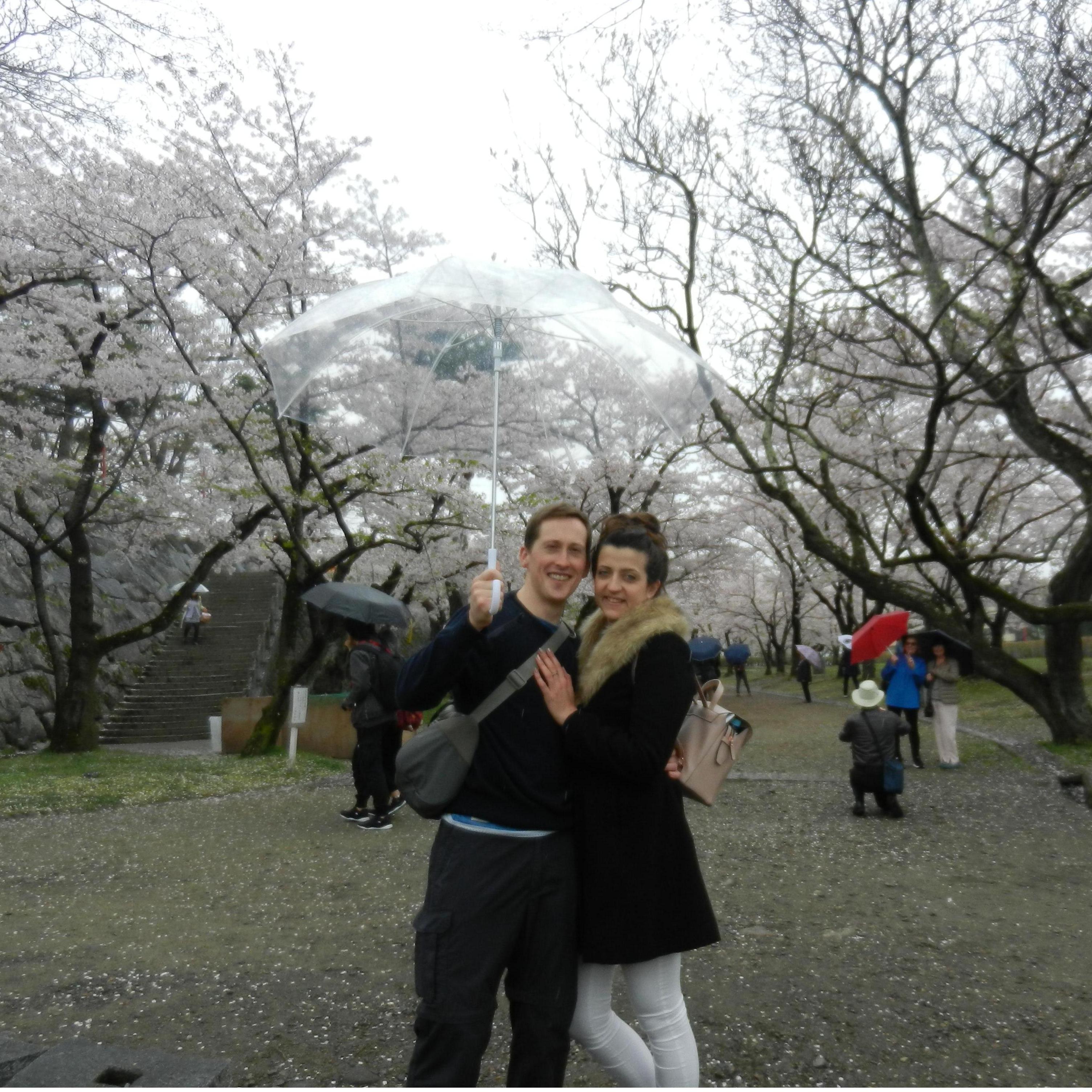 Cherry Blossoms in Japan!