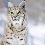 Yellowstone Wildlife Sanctuary