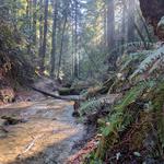 Henry Cowell Redwoods State Park